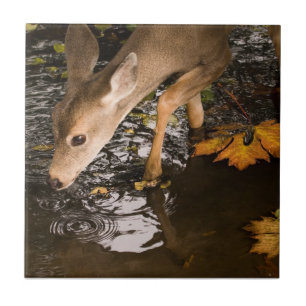 Carreau Les cerfs communs adulent dans une crique