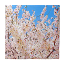 Les cerisiers en fleurs