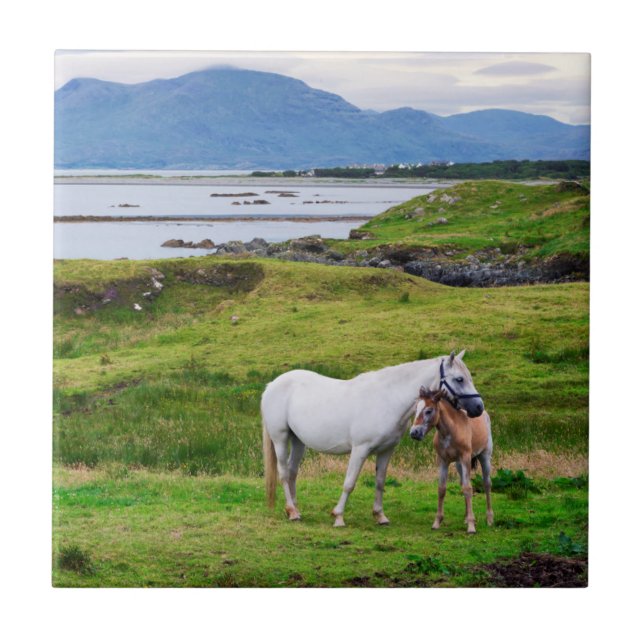 Carreau Les chevaux de Connemara | Galway, Irlande (Devant)