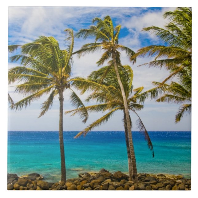 Carreau Les cocotiers (Cocos nucifera) se balancent dans (Devant)