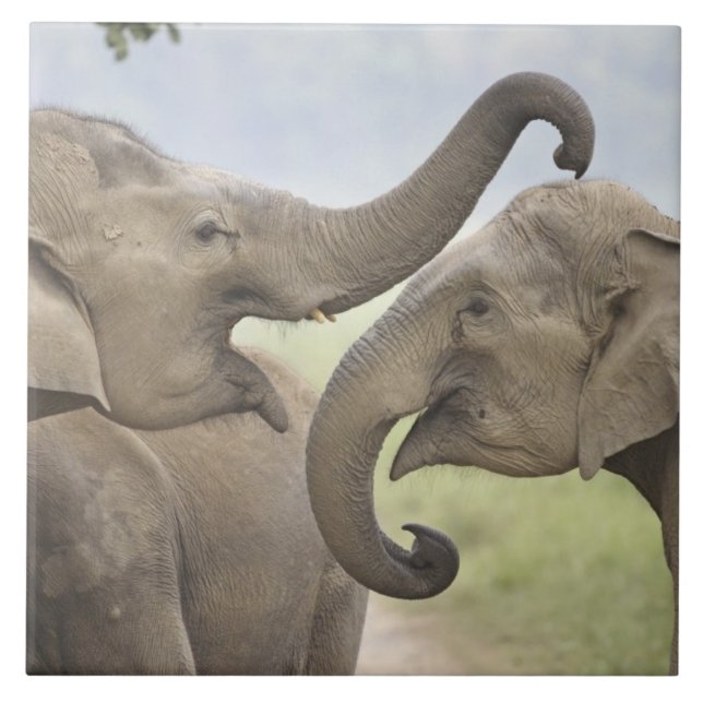 Carreau Les éléphants d'Asie indienne jouent à la lutte (Devant)