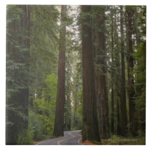 Carreau Les Etats-Unis, la Californie, route par la forêt