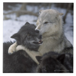 Carreau Les Etats-Unis, Montana, loups jouant dans la
