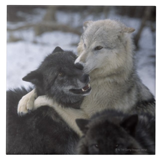 Carreau Les Etats-Unis, Montana, loups jouant dans la (Devant)