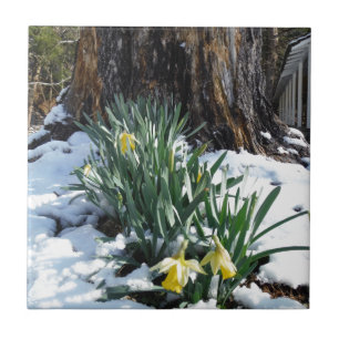 Carreau Les jonquilles jaunes dans la neige