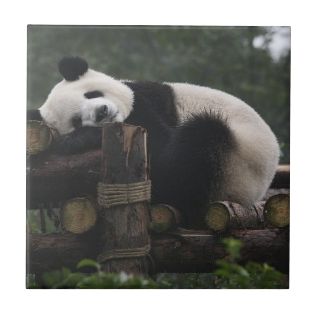 Carreau Les pandas géants au Centre de protection des pand (Devant)
