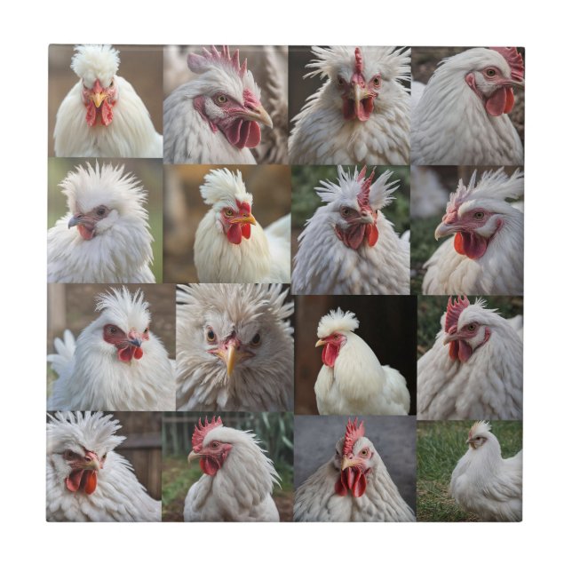 Carreau "Les plumes en vedette : un portrait de poulet bla (Devant)