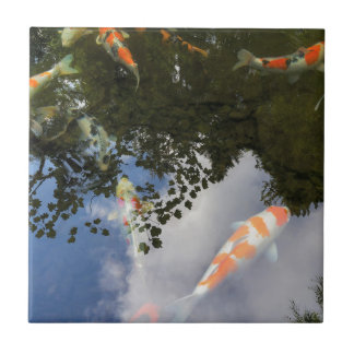Carreau Les poissons de Koi dans le jardin s'accumulent
