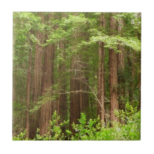 Carreau Les séquoias au monument national de Muir Woods