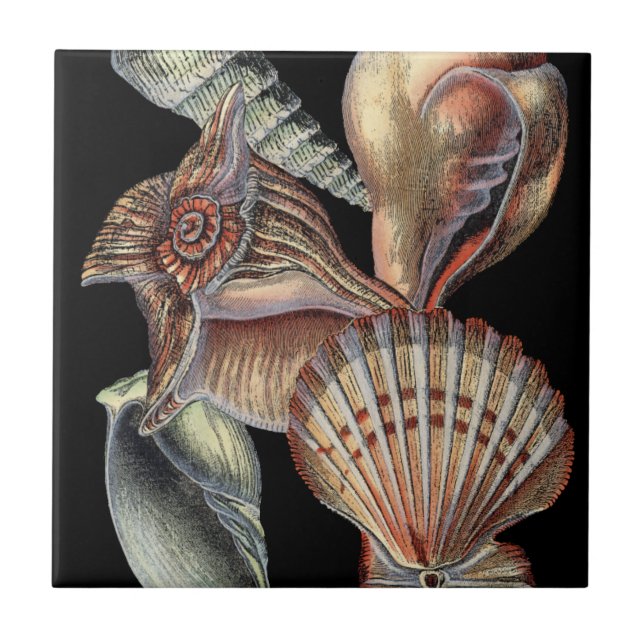 Carreau Les trésors de la mer (Devant)