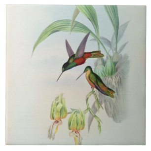 Carreau L'étoile de Bonaparte a affronté le colibri