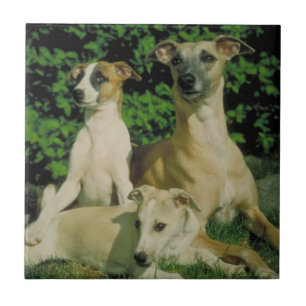 Carreau Lévrier et tuile de chiots