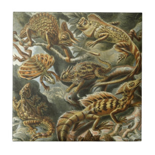 Carreau Lézards par Ernst Haeckel Lacertilia Animal Vintag