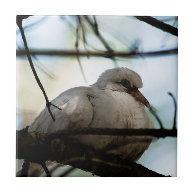 Carreau Ligne principale (Devant)