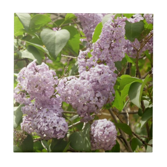 Carreau Lilac Bush Belles fleurs de printemps violettes (Devant)