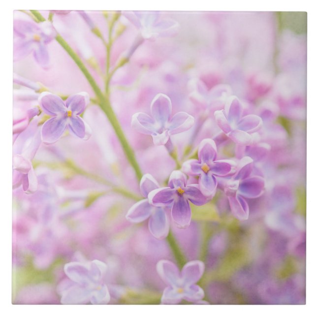 Carreau Lilac Fleurs Mist (Devant)