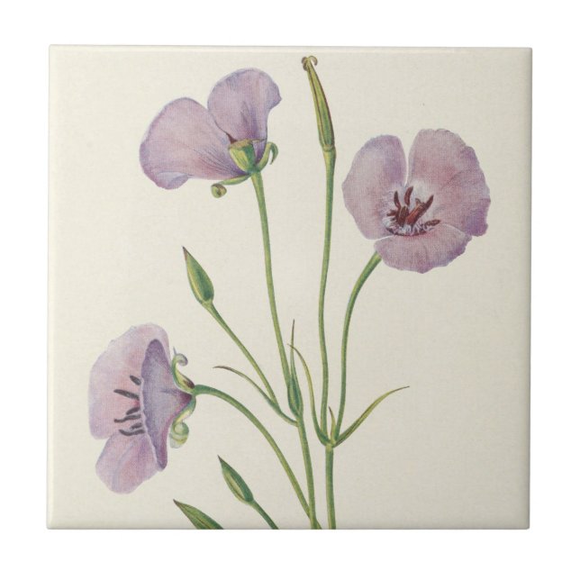 Carreau Lilac Mariposa par Mary Vaux Walcott (Devant)