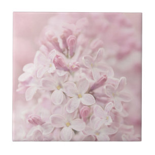 Carreau Lilas mous de Français de rose en pastel
