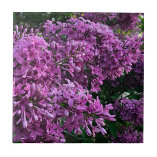 Carreau lilas rose violet photo florale rose romantique