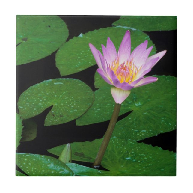 Carreau Lily de l'eau bleue du Cap (Nymphaea Capensis) (Devant)