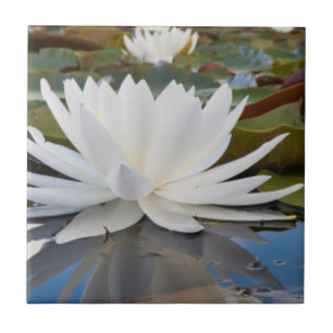 Carreau Lily D'Eau Parfumée (Nymphaea Odorata) Sur Caddo