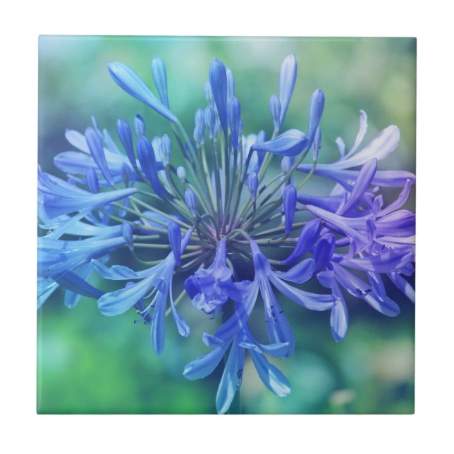 Carreau Lily du Nil (Devant)