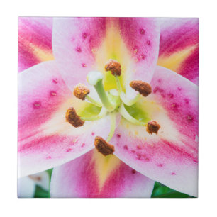 Carreau Lily en gros plan
