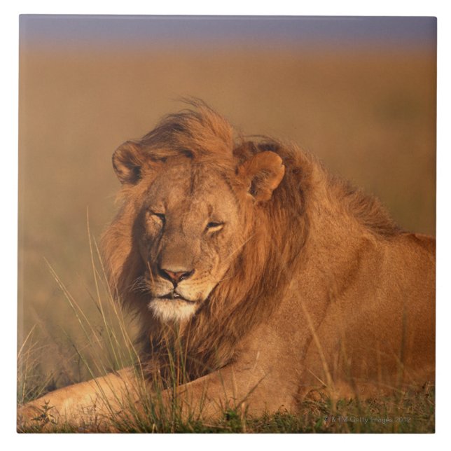 Carreau Lion (Devant)