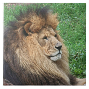 Carreau Lion 001