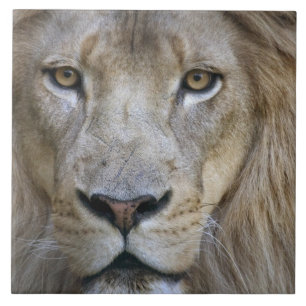 Carreau Lion adulte mâle au zoo de Sacramento, CA