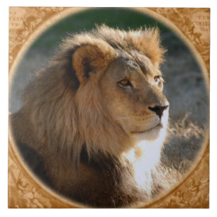 Carreau Lion africain 6775e11x11fram-b