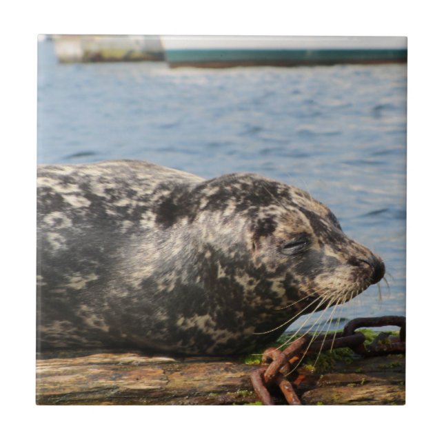 Carreau Lion de mer (Devant)