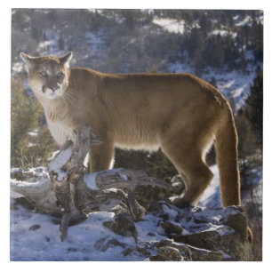 Carreau Lion de montagne