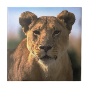 Carreau Lion Lovers Femme Lioness
