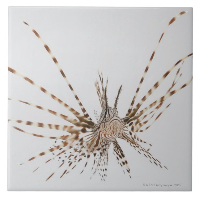 Carreau Lionfish rouge (volitans de Pterois) (Devant)