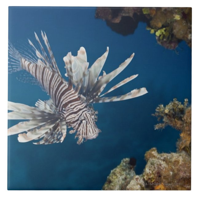 Carreau Lionfish (volitans de Pterois) nageant plus de (Devant)