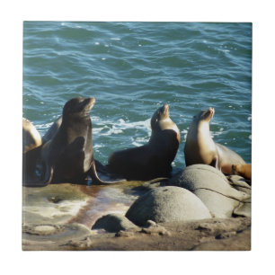 Carreau Lions de la mer de San Diego