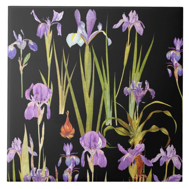 Carreau L'iris botanique fleurit les iris floraux (Devant)