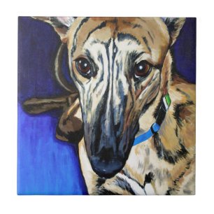 Carreau Loki - chien de Lurcher