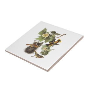 Carreau Loriot du nord par Audubon