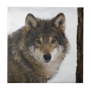 Carreau Loup