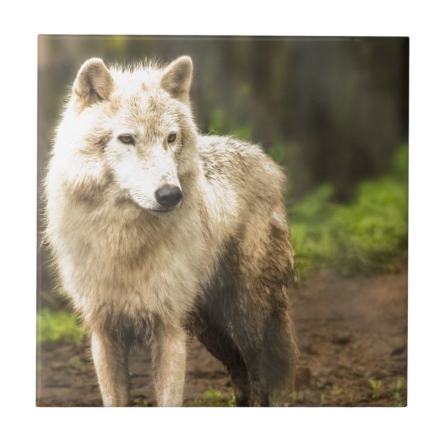 Carreau Loup de l'Arctique humide au printemps Photo (Devant)