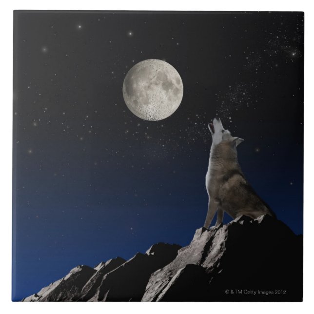 Carreau Loup d'hurlement (Devant)