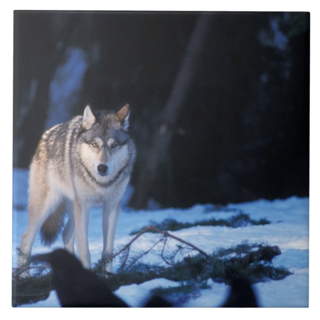 Carreau loup gris, Canis lupus, dans les contreforts (Devant)