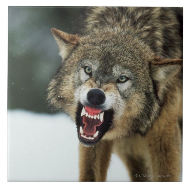 Carreau Loup gris de grondement (Devant)