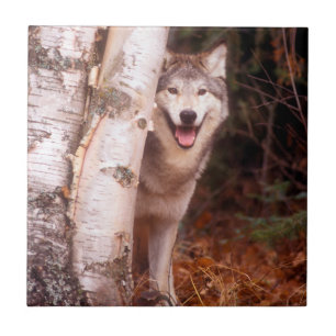 Carreau Loup gris derrière un arbre