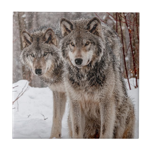 Carreau Loup gris-oriental  (Devant)