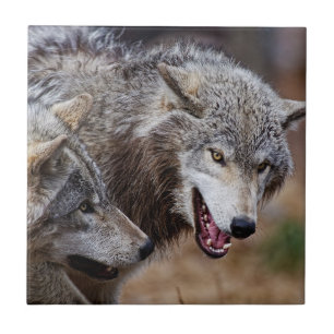 Carreau Loups gris 