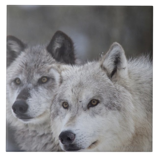 Carreau Loups (lupus de Canus) de Yellowstone occidental. (Devant)