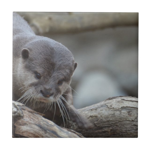 Carreau Loutre adorable (Devant)